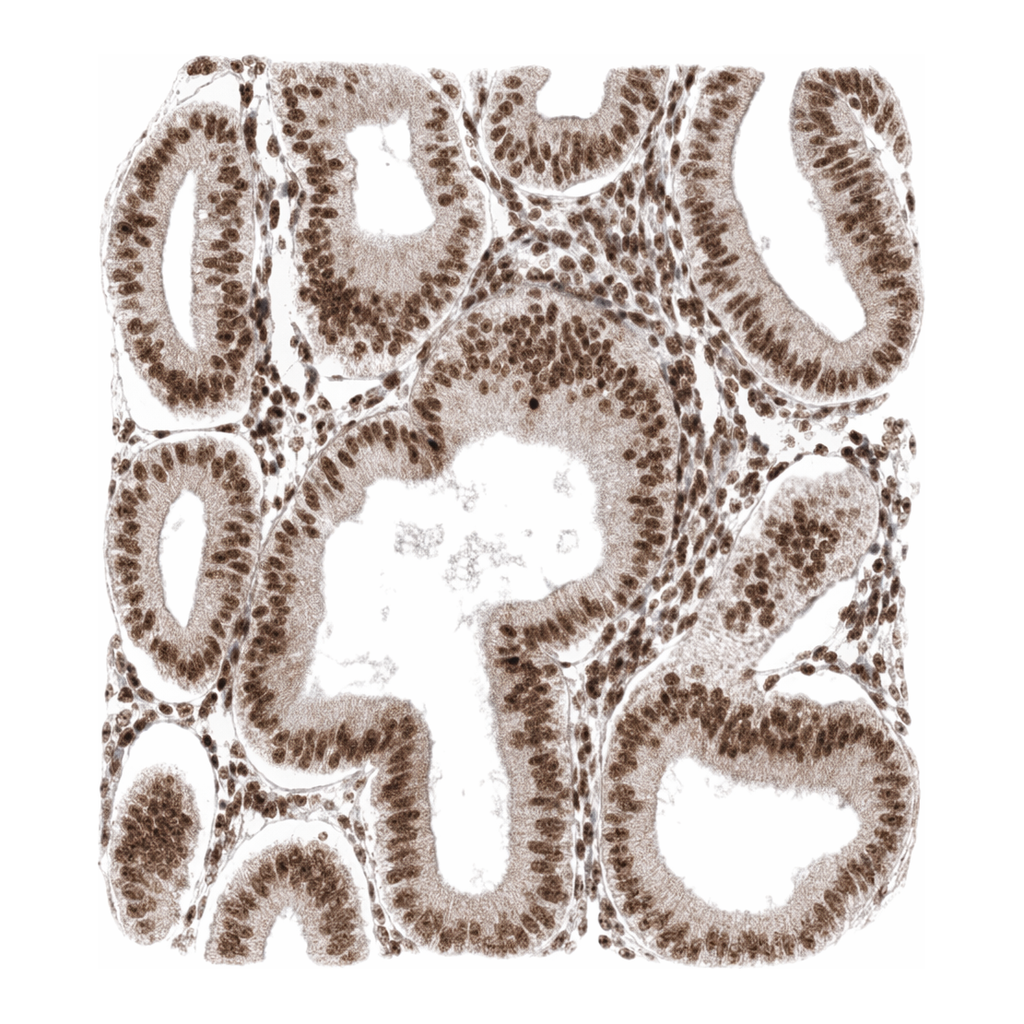 Atlas Antibodies Anti-ARGLU1 Antibody
