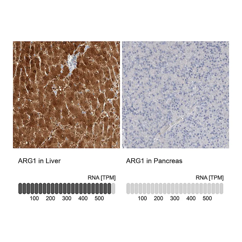 Atlas Antibodies Anti-ARG1 Antibody