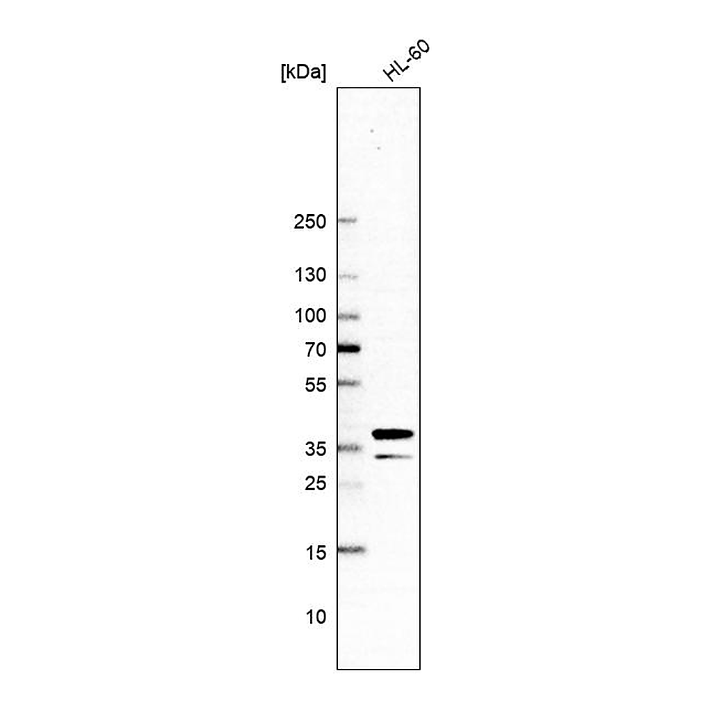 Atlas Antibodies Anti-ARGLU1 Antibody