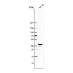 Atlas Antibodies Anti-ARGLU1 Antibody