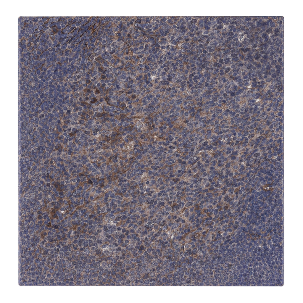 Atlas Antibodies Anti-ARHGAP11A Antibody