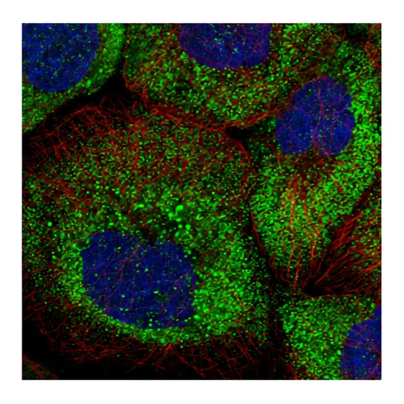 Atlas Antibodies Anti-ARHGAP11A Antibody