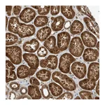 Atlas Antibodies Anti-ARHGAP15 Antibody