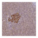 Atlas Antibodies Anti-ARHGAP19 Antibody