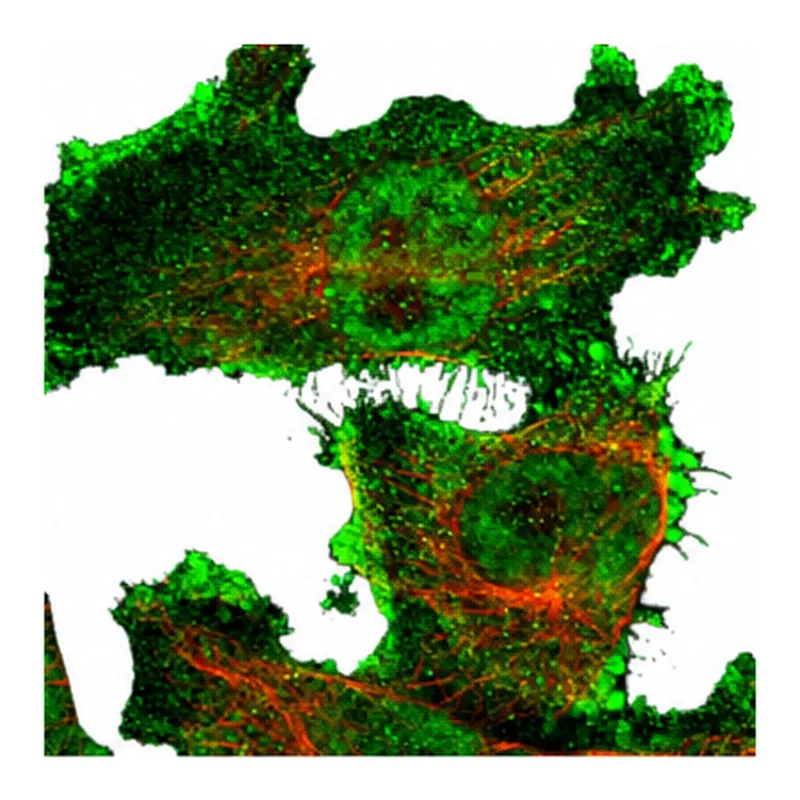 Atlas Antibodies Anti-ARHGAP23 Antibody