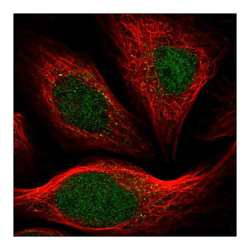 Atlas Antibodies Anti-ARHGAP23 Antibody