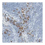 Atlas Antibodies Anti-ARHGAP27 Antibody