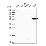 Atlas Antibodies Anti-ARHGAP27 Antibody