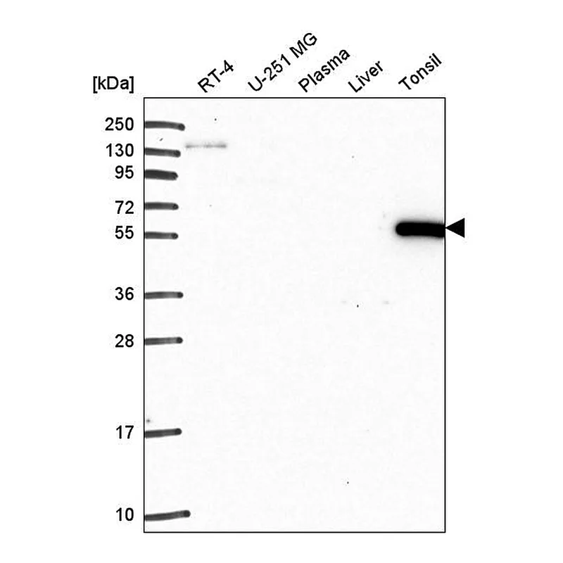 Atlas Antibodies Anti-ARHGAP27 Antibody