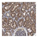 Atlas Antibodies Anti-ARHGAP24 Antibody