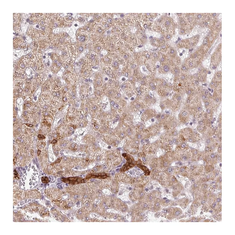 Atlas Antibodies Anti-ARHGAP32 Antibody