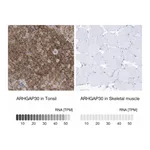Atlas Antibodies Anti-ARHGAP30 Antibody