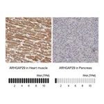 Atlas Antibodies Anti-ARHGAP29 Antibody