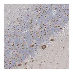 Atlas Antibodies Anti-ARHGAP32 Antibody