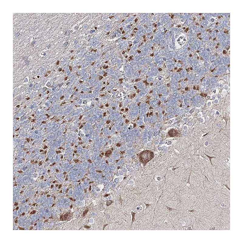 Atlas Antibodies Anti-ARHGAP32 Antibody