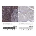 Atlas Antibodies Anti-ARHGAP45 Antibody