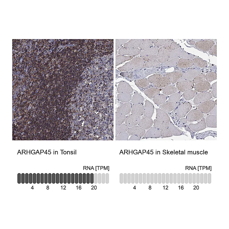 Atlas Antibodies Anti-ARHGAP45 Antibody
