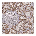 Atlas Antibodies Anti-ARHGAP40 Antibody
