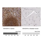 Atlas Antibodies Anti-ARHGAP4 Antibody