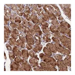 Atlas Antibodies Anti-ARHGAP40 Antibody