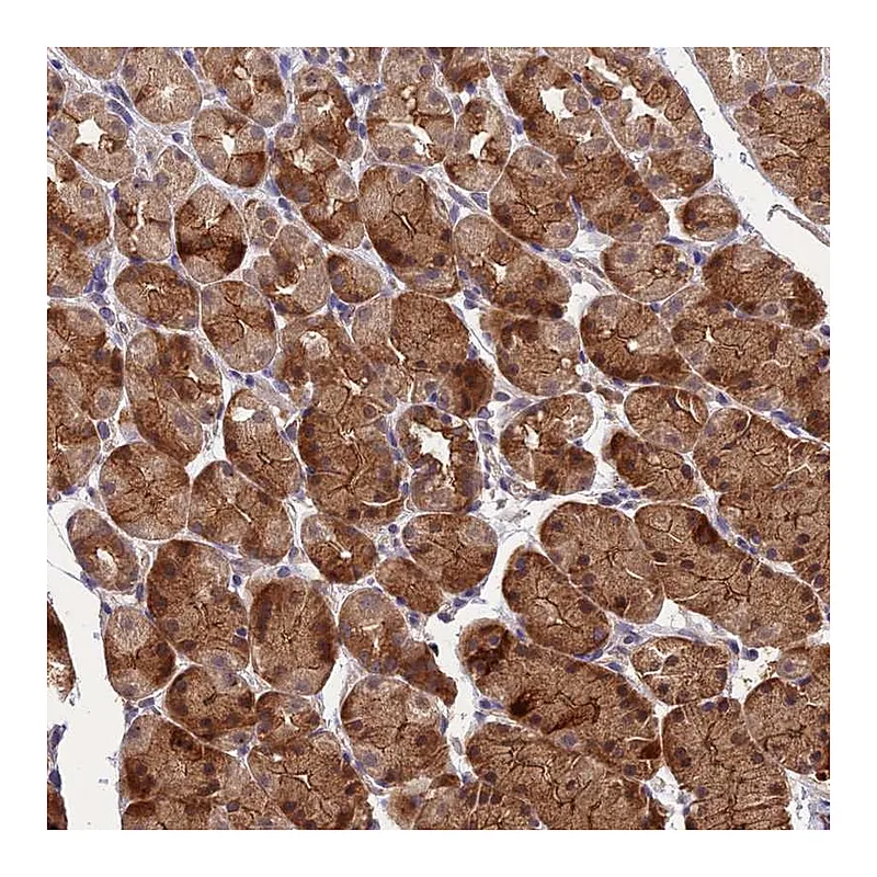 Atlas Antibodies Anti-ARHGAP40 Antibody