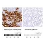 Atlas Antibodies Anti-ARHGAP36 Antibody