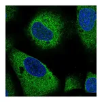 Atlas Antibodies Anti-ARHGAP5 Antibody