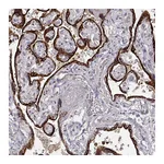 Atlas Antibodies Anti-ARHGAP8 Antibody