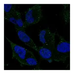 Atlas Antibodies Anti-ARHGDIG Antibody