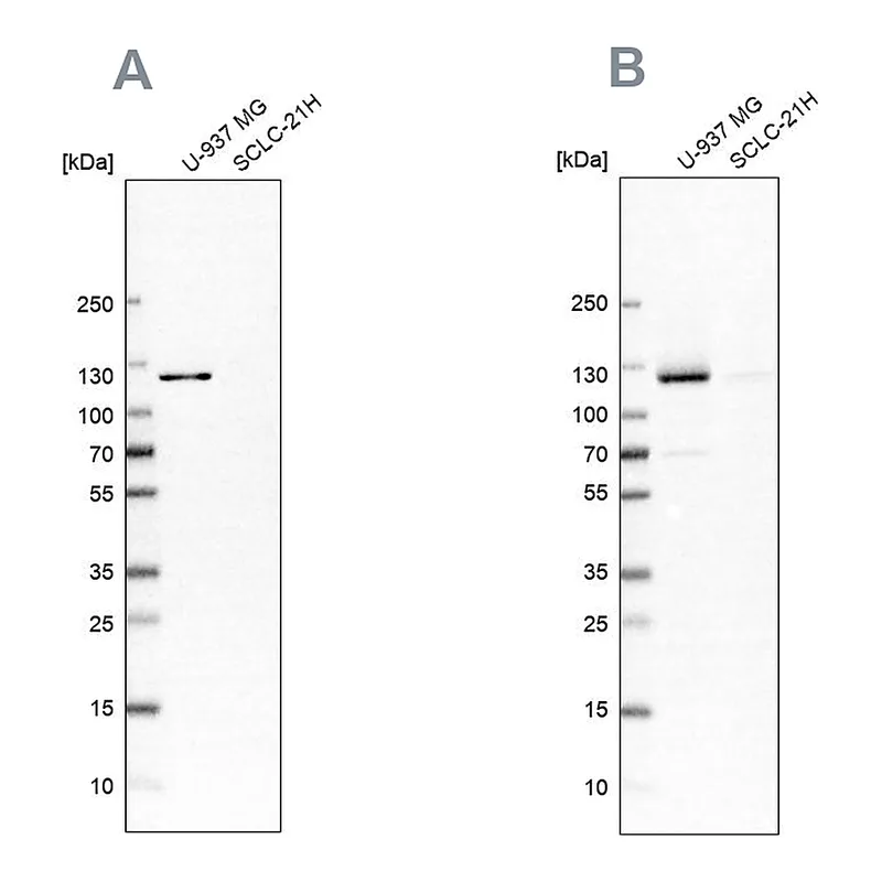 Atlas Antibodies Anti-ARHGEF1 Antibody