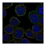 Atlas Antibodies Anti-ARHGAP9 Antibody