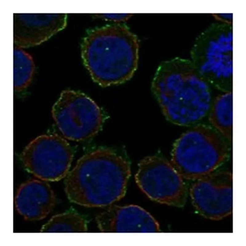 Atlas Antibodies Anti-ARHGAP9 Antibody