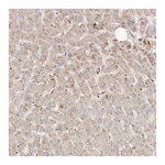 Atlas Antibodies Anti-ARHGEF10L Antibody