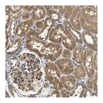 Atlas Antibodies Anti-ARHGEF12 Antibody