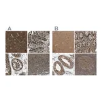 Atlas Antibodies Anti-ARHGEF11 Antibody