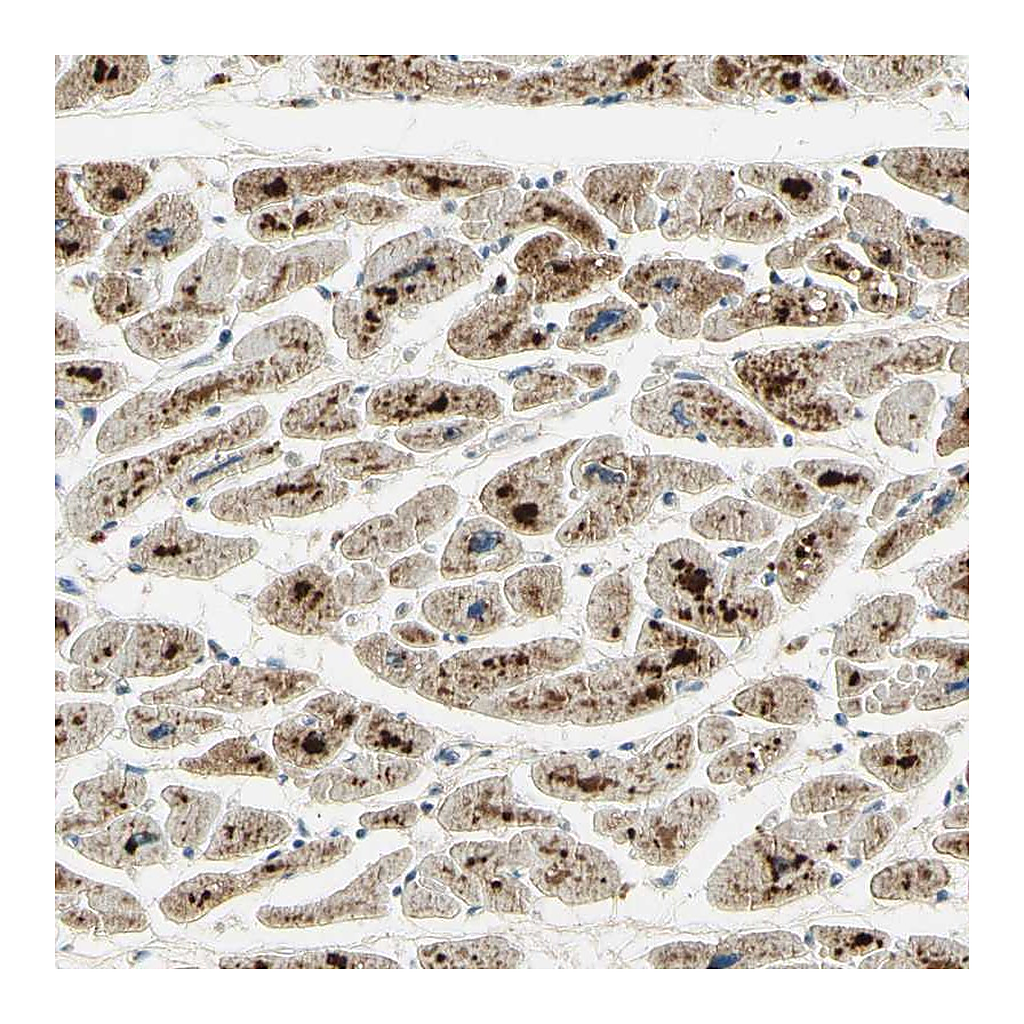 Atlas Antibodies Anti-ARHGEF17 Antibody