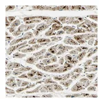 Atlas Antibodies Anti-ARHGEF17 Antibody