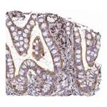 Atlas Antibodies Anti-ARHGEF18 Antibody