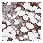 Atlas Antibodies Anti-ARHGEF2 Antibody