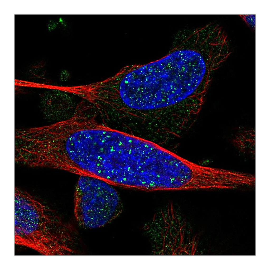 Atlas Antibodies Anti-ARHGEF19 Antibody