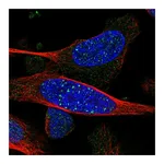 Atlas Antibodies Anti-ARHGEF19 Antibody