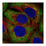 Atlas Antibodies Anti-ARHGEF3 Antibody