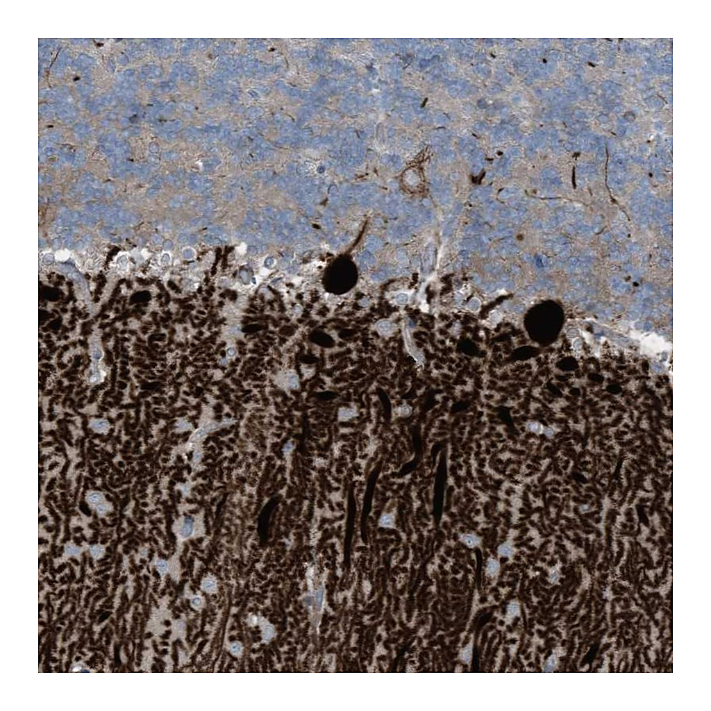 Atlas Antibodies Anti-ARHGEF33 Antibody