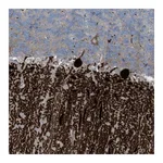 Atlas Antibodies Anti-ARHGEF33 Antibody