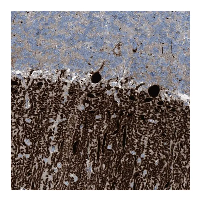 Atlas Antibodies Anti-ARHGEF33 Antibody