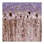 Atlas Antibodies Anti-ARHGEF33 Antibody