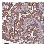 Atlas Antibodies Anti-ARHGEF35 Antibody