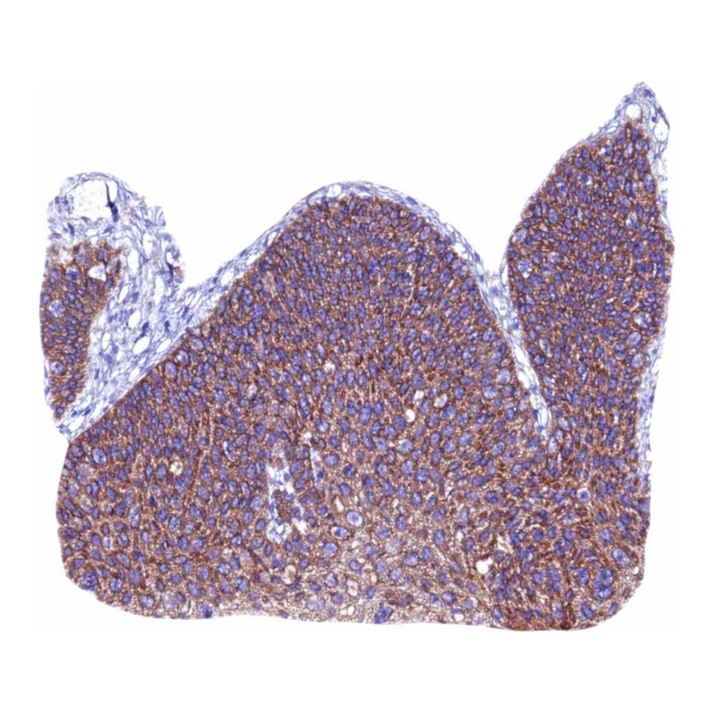 Atlas Antibodies Anti-ARHGEF35 Antibody