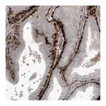 Atlas Antibodies Anti-ARHGEF38 Antibody
