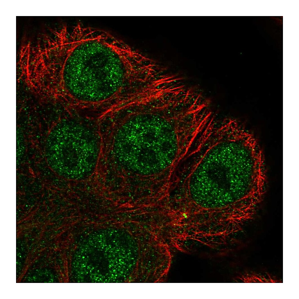 Atlas Antibodies Anti-ARHGEF38 Antibody